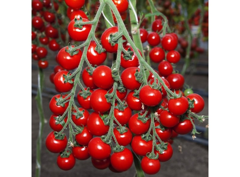 Семена томата индетерминантного СТ-25 F1, ранняя новинка!!!, (250 сем.) Lark Seeds